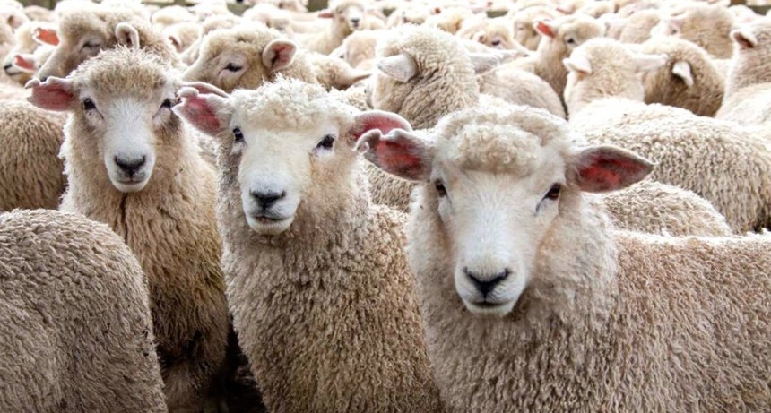  Crean un programa de compensación económica para productores patagónicos de lana 