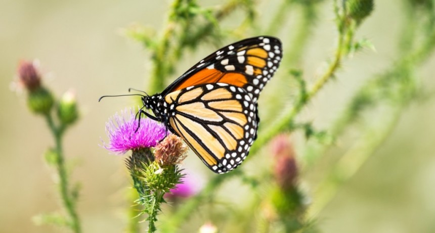  Cómo diseñar jardines que atraigan a mariposas urbanas 