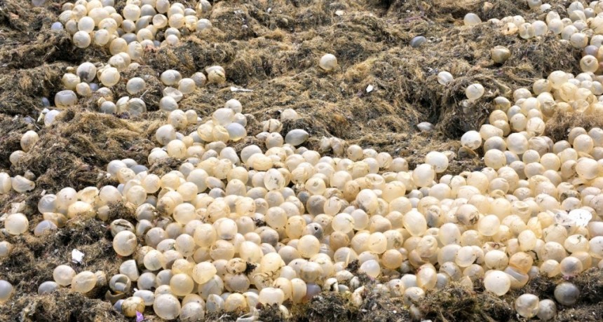  La playa céntrica popular de Mar del Plata fue invadida por algas y cápsulas de caracoles 