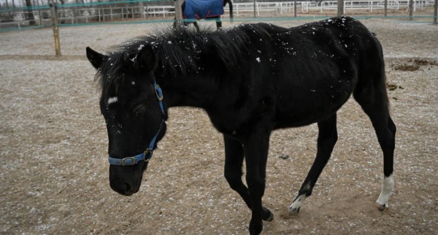  Presentaron el primer caballo clonado para deportes ecuestres en China 