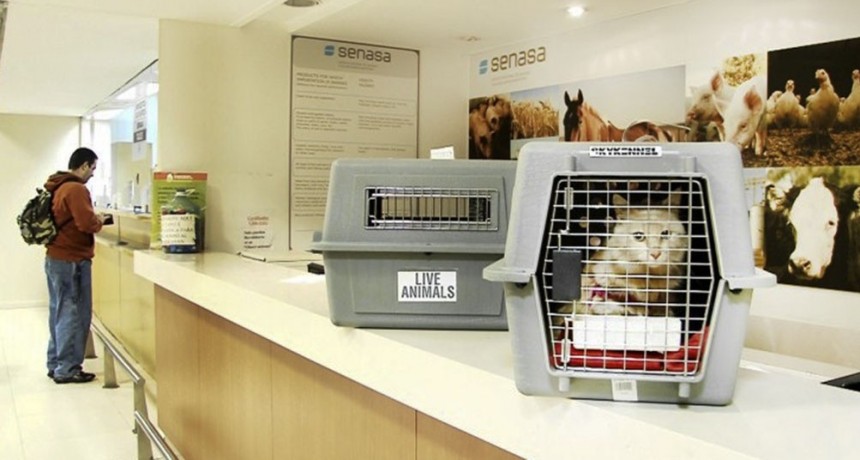  Los certificados para viajar con mascotas hacia otro país aumentaron un 77% 