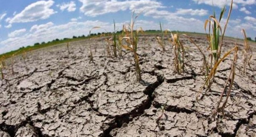  Advierten que no hay manejo agronómico que soporte la peor sequía de los últimos 60 años 