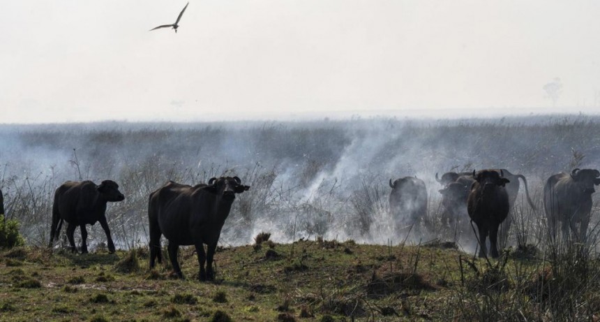  El Gobierno de Santa Fe asiste a productores ganaderos afectados por la sequía 