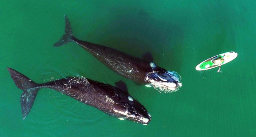  Descubrieron los genes que hicieron gigantes a las ballenas 