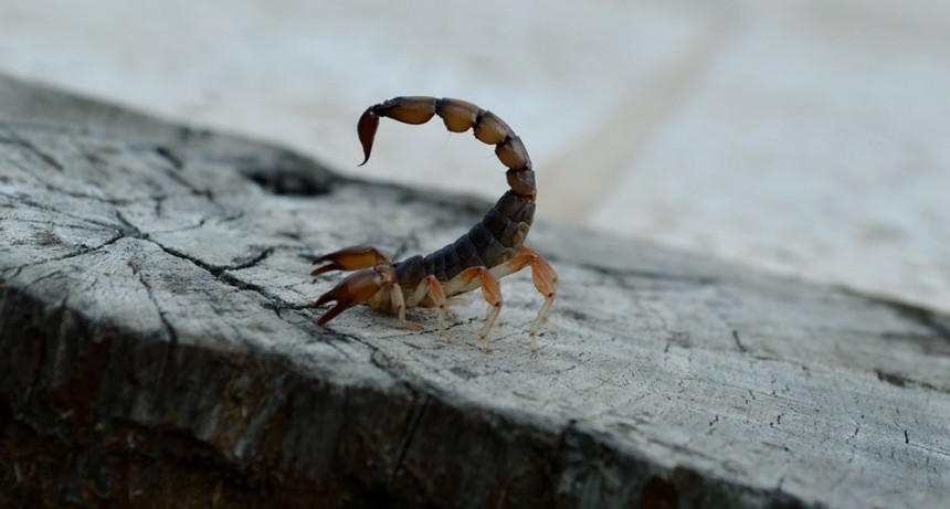  Cuáles son los recaudos a tomar para prevenir picaduras de alacranes 