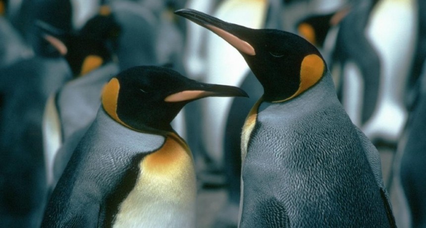  Descubrieron una nueva colonia de pingüinos emperador en la Antártida 