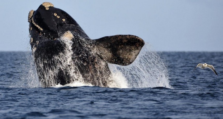  Rodocrosita, la ballena franca austral que lleva más de 50 años regresando a Chubut 
