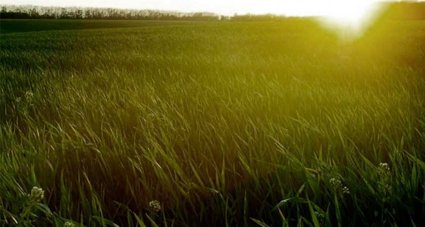  Las lluvias aliviaron al campo e impulsarán la finalización de la siembra de soja y maíz 