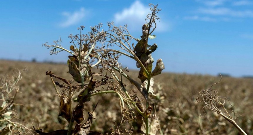  Sequía y después: qué pasará en los suelos si las precipitaciones son demasiado abundantes 