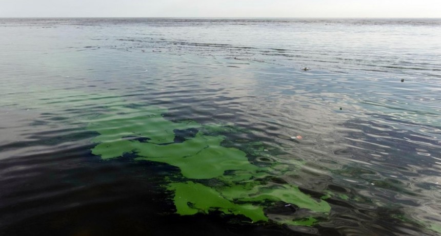  Alerta naranja por cianobacterias en aguas del Río de La Plata 