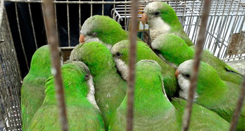  Capturaron un loro, lo llevaron a su casa y terminaron internados con neumonía 