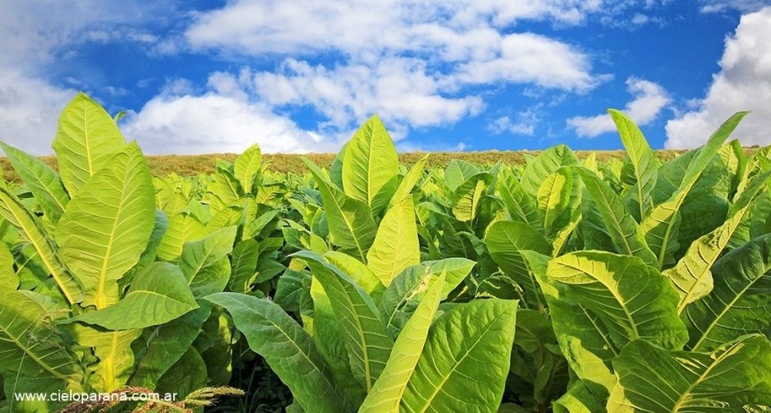  Acordaron en Misiones un nuevo precio de referencia para el tabaco con una suba de 300% 