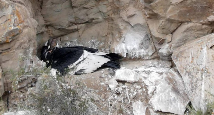  Nació un cóndor andino en el Parque Provincial Tupungato 