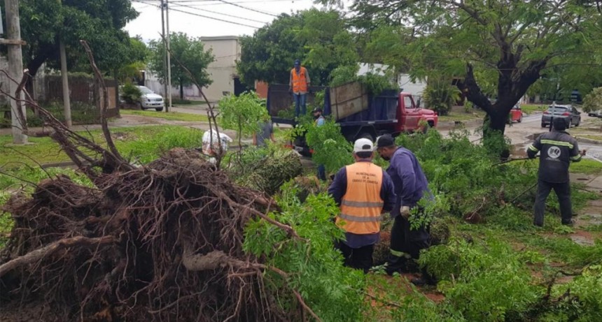  Murió un niño por la caída de un árbol en medio de un temporal que azotó a Formosa 