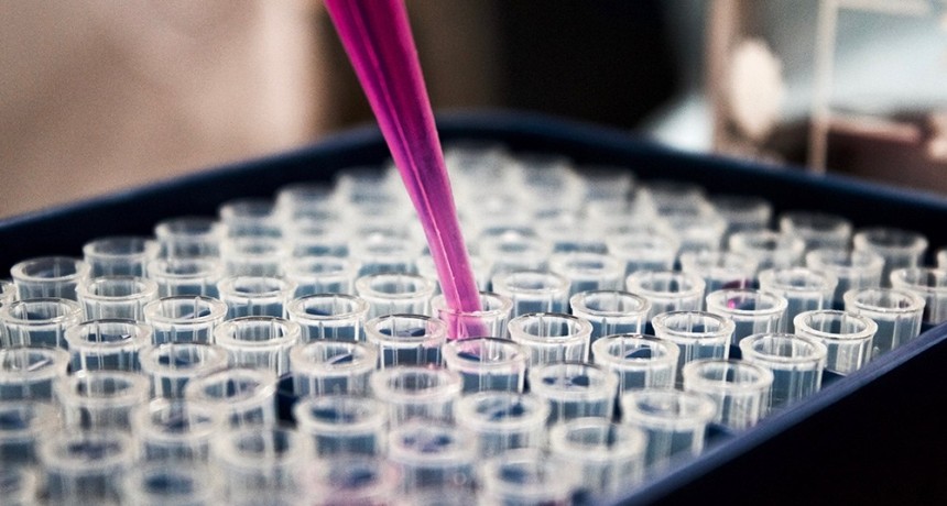  Investigan las moléculas de las raíces para desarrollar plantas 