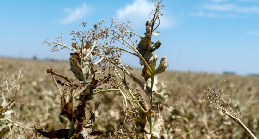  Sequía: el Gobierno invertirá $70.000 millones para asistir a productores 