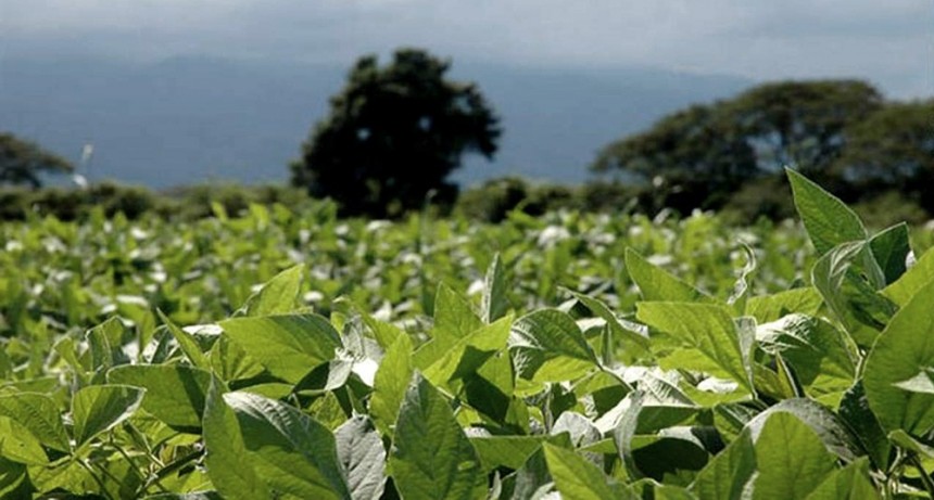 La Bolsa de Cereales recortó la proyección de producción de soja a 38 millones de toneladas 