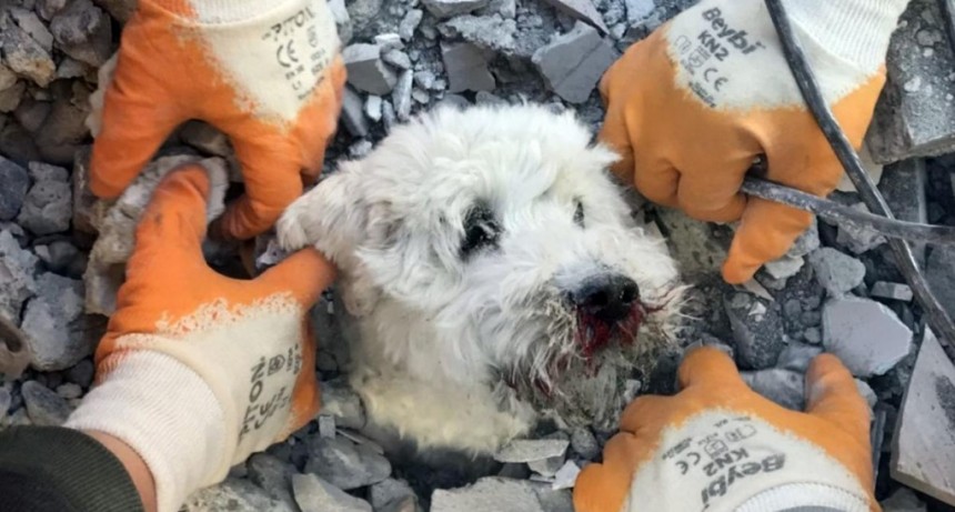  Así fue el momento en que rescataron a un perro de entre los escombros 