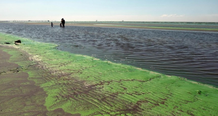  Cianobacterias: alerta en balnearios del Río de la Plata y lagunas bonaerenses 