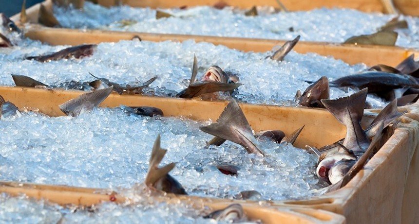  Los sábalos del río Salado registran el nivel de agrotóxicos más alto del mundo 