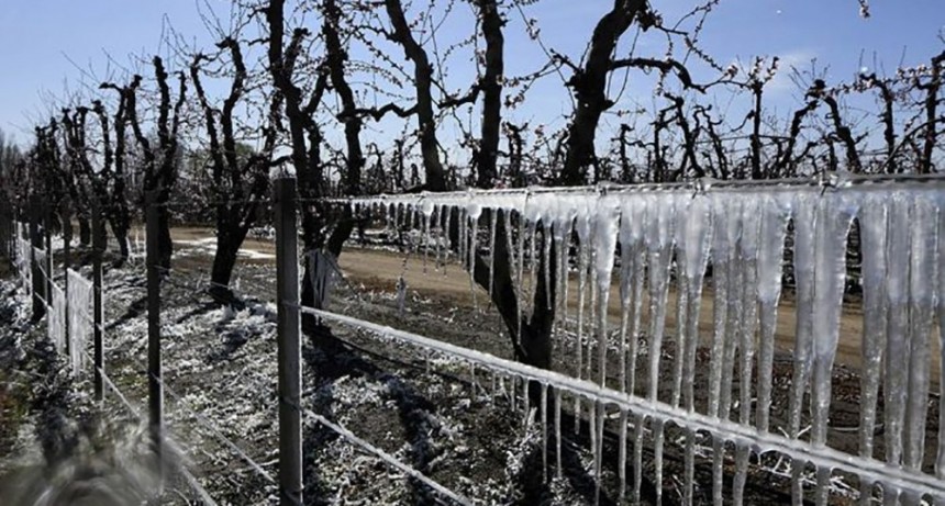  Vendimia 2023, una cosecha marcada por las contingencias climáticas 