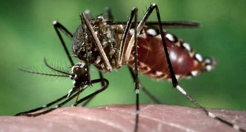  Ya son 200 los casos de dengue registrados en febrero en Tucumán 