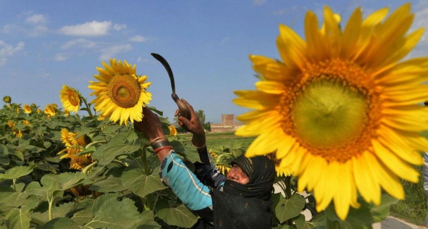  A pesar de la sequía, se espera que la cosecha de girasol crezca un 15% en esta campaña 