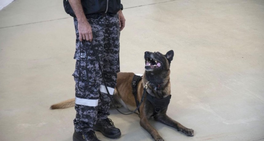 Aduana graduó a seis de sus perros y reconoció otros 12 por importantes hallazgos 