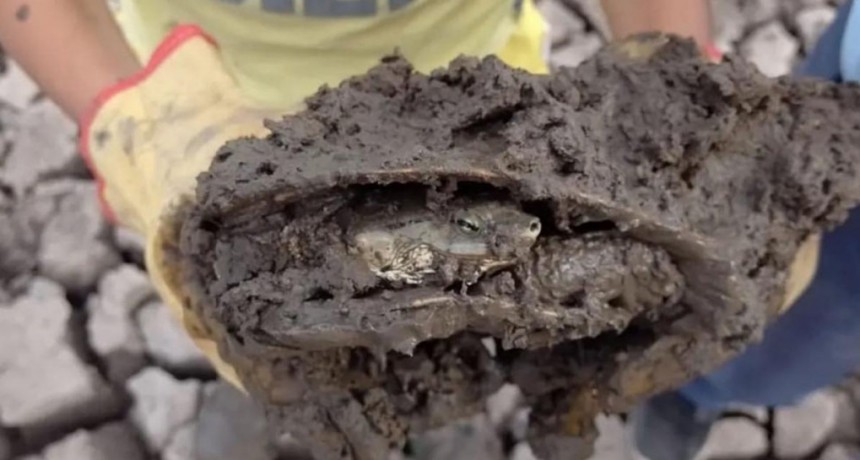  Una familia correntina rescató más de 70 tortugas de una laguna que se secó 