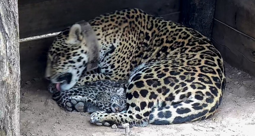  Nacieron dos yaguaretés en el Parque Nacional El Impenetrable de Chaco 