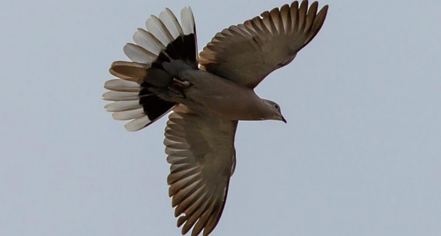  India liberó a una de las palomas sospechadas de espiar para China 