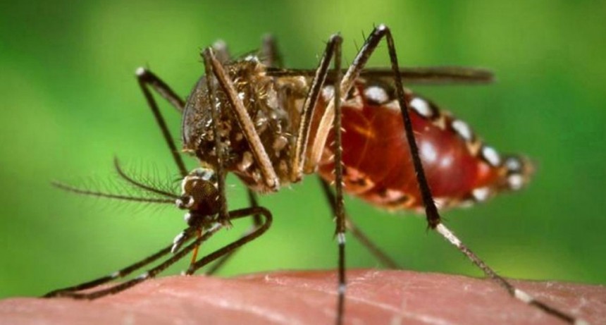  Murió por dengue un adolescente de 14 años en Corrientes 