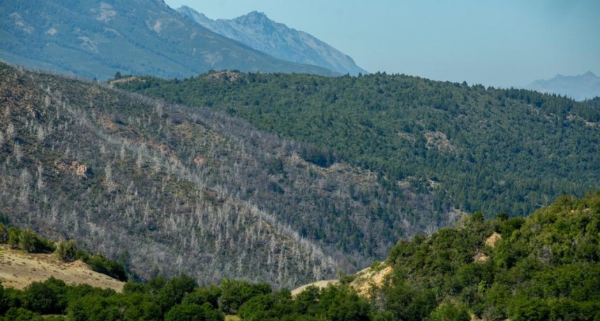  Incendios en la Patagonia andina: por qué los expertos prevén cada vez más fuego 