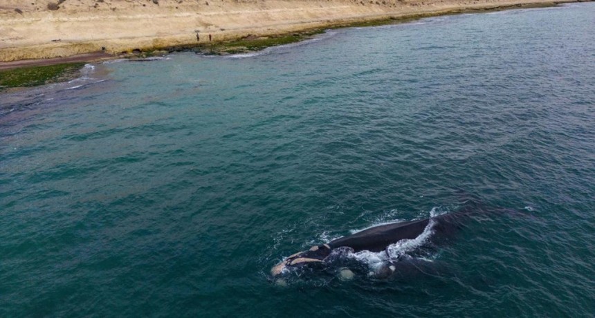  ¿Cómo cantan las ballenas?: descubrieron un sistema único existente en sus laringes 