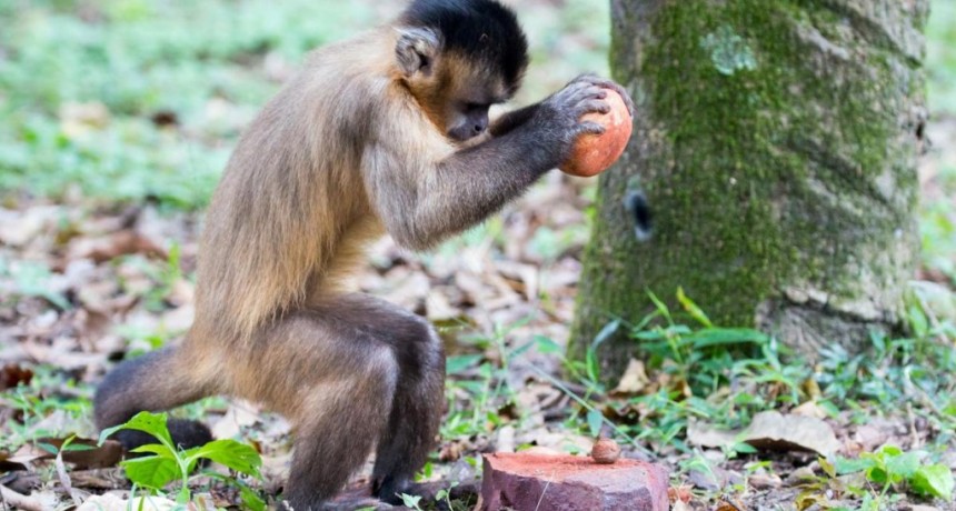  Rescataron un mono capuchino y otras especies silvestres dentro de un domicilio en Merlo 