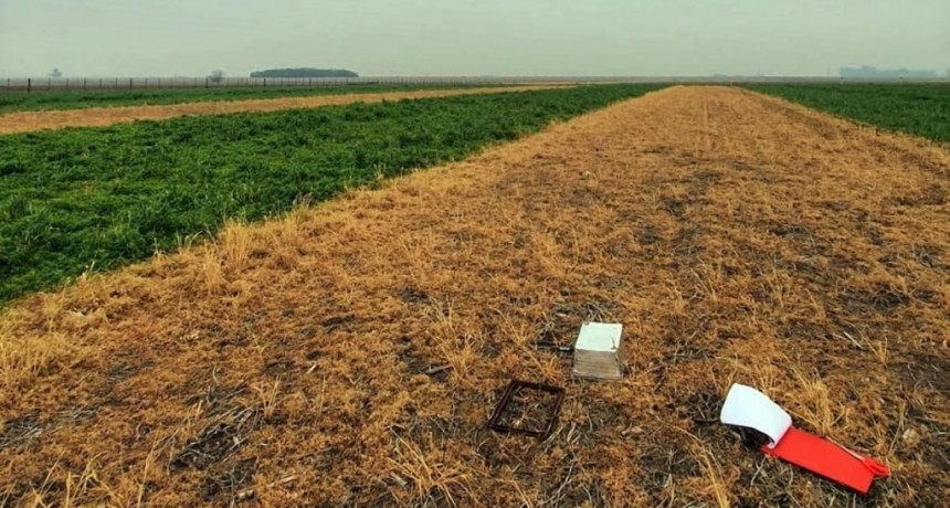  Cultivar avena puede absorber casi dos toneladas de Co2 por hectárea, según un estudio 
