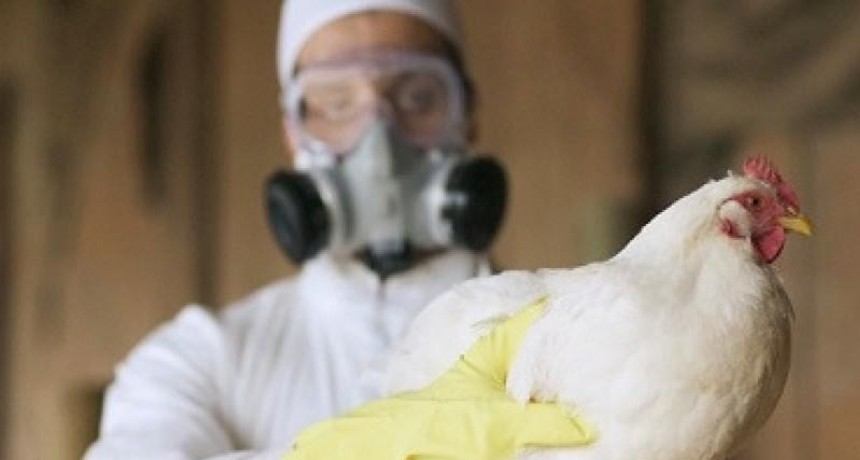  Senasa confirmó que los casos de influenza aviar en el país llegan a 40 detecciones 