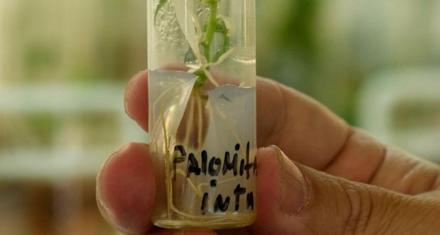  Crean en Corrientes un nuevo banco de germoplasma para conservar la biodiversidad 