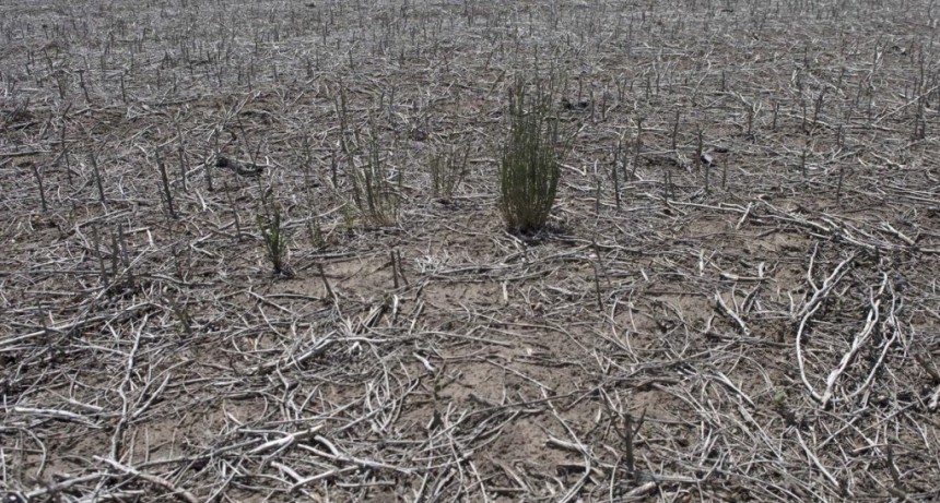  La ola de calor sigue impactando en la cosecha de soja; sería la peor del siglo XXI 