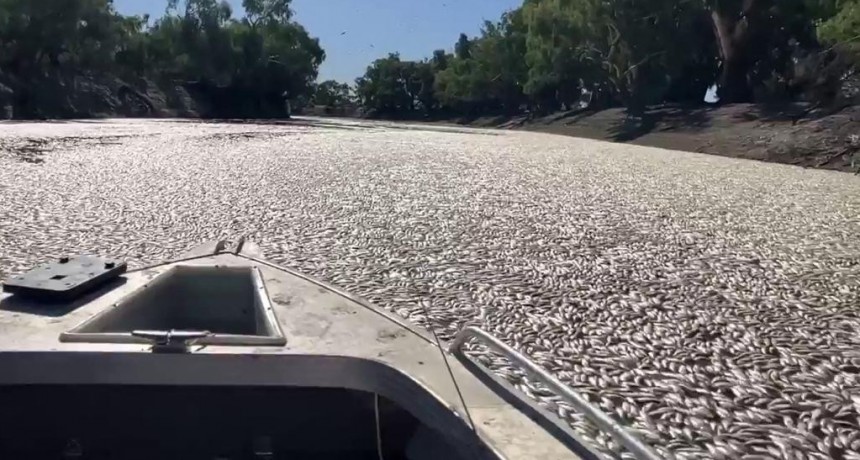  Millones de peces muertos bloquean un río australiano en Nueva Gales del Sur 