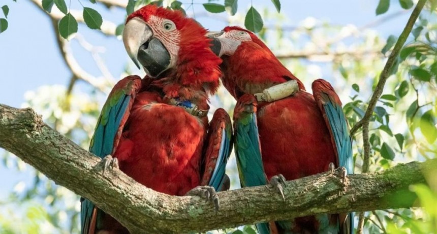  Reintroducen en los Esteros del Iberá cuatro guacamayos rojos 