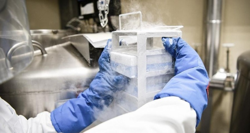  Investigadores de la UBA trabajan en la creación de órganos bioartificales 