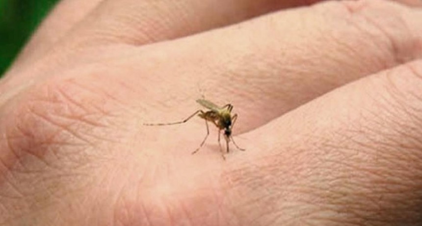  Santa Fe: los casos de dengue ascienden a 7.580, con epicentro en el Departamento Rosario 
