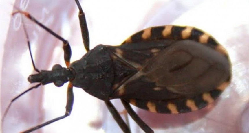  Reglamentaron la Ley de Chagas 