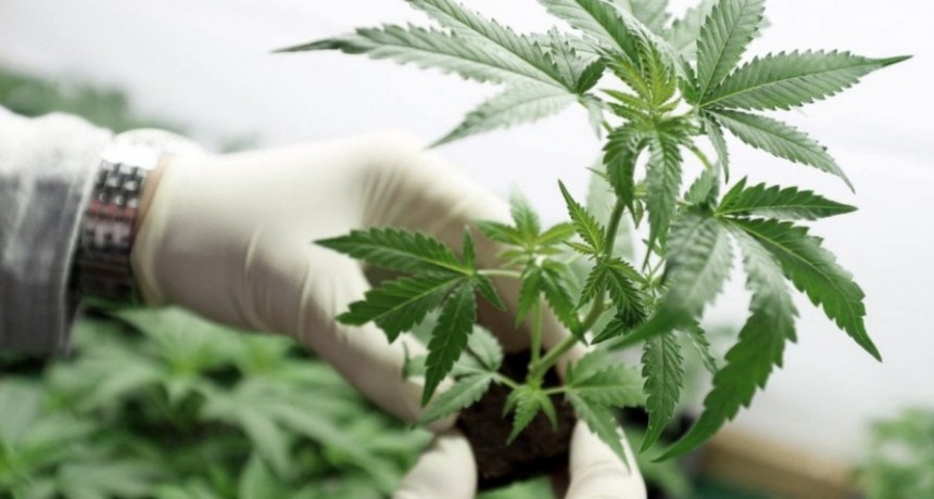  Jujuy inici&oacute; la cosecha de cannabis medicinal "m&aacute;s importante de Latinoam&eacute;rica" 