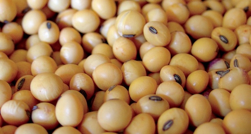  China aprob&oacute; la importaci&oacute;n y comercializaci&oacute;n de soja argentina tolerante a la sequ&iacute;a 