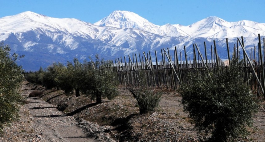  Avanza la vendimia, con mermas en las cantidades cosechadas pero con uvas de buena calidad 