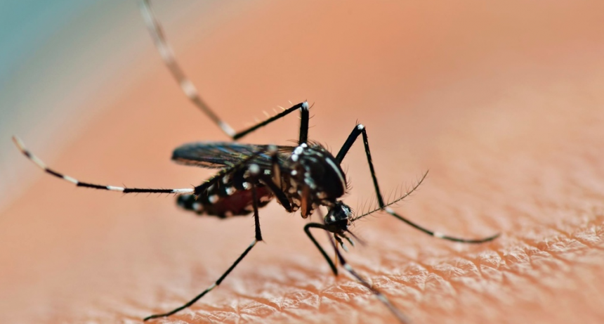  Aumentaron un 23 % los casos de dengue en Santa Fe 
