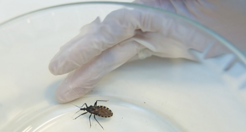  La enfermedad de Chagas mata a 10.000 personas al año en América Latina, según la OPS 