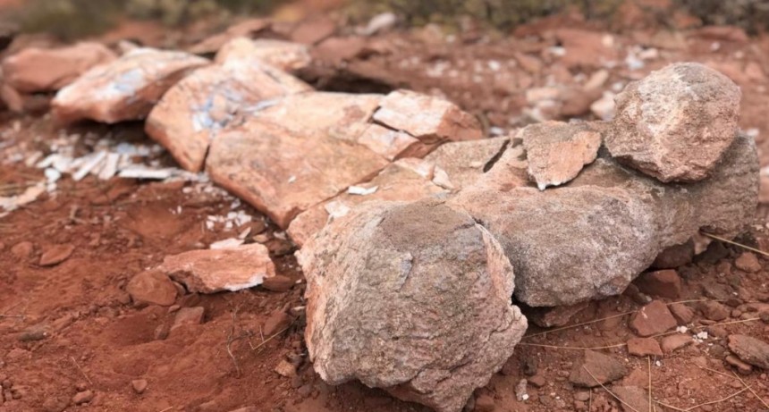  Hallaron el fémur de un titanosaurio de más de 10 metros en Neuquén 